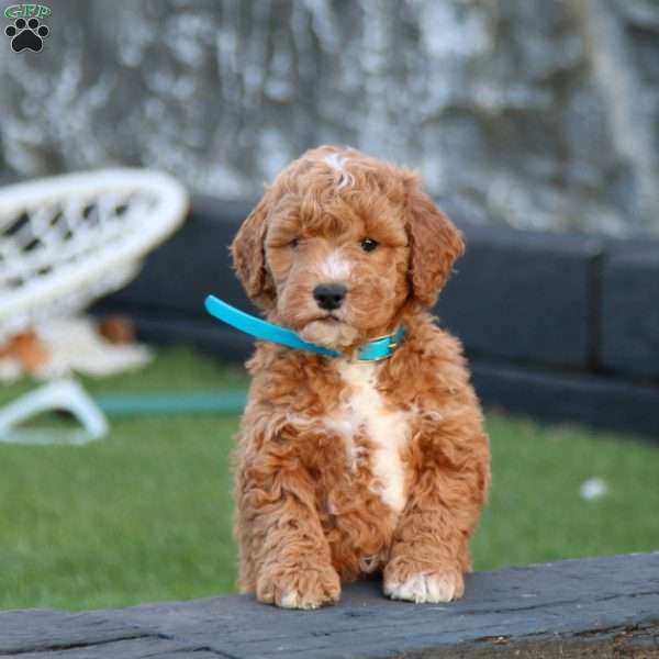 Winston (F1B), Mini Goldendoodle Puppy